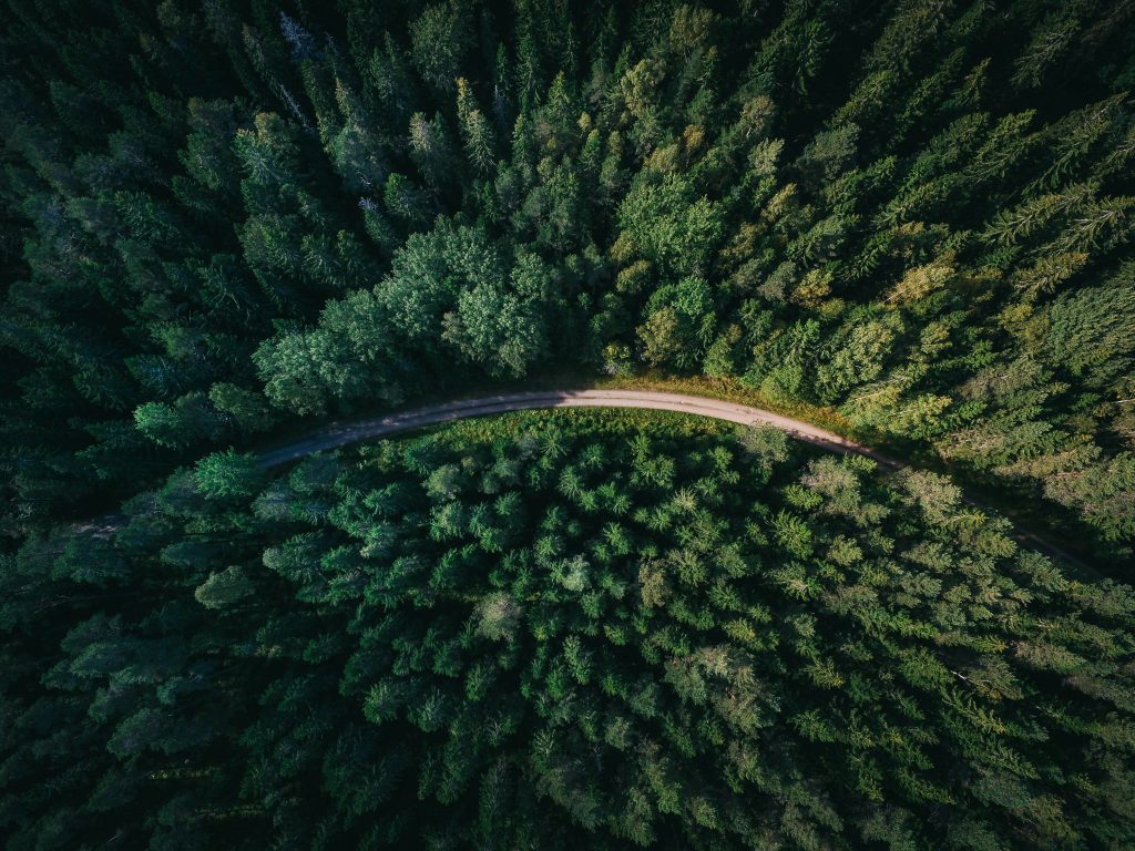 In the forest, the quiet is loud with life.